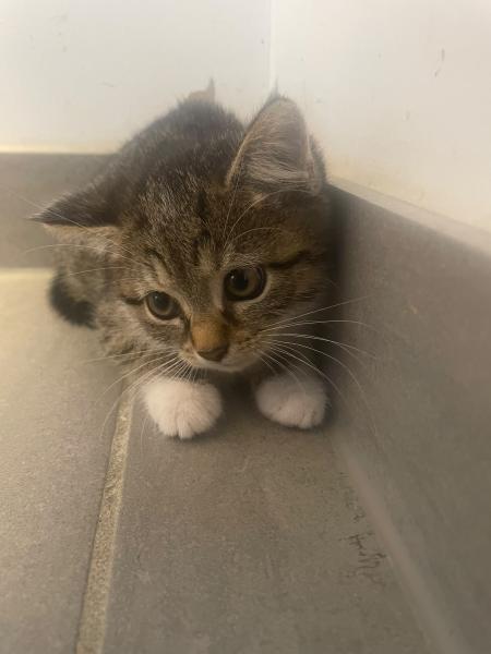 Europäische Hauskatze